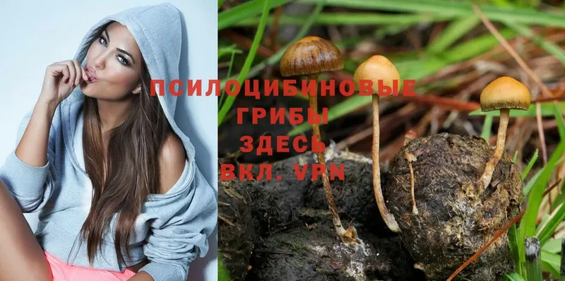 Псилоцибиновые грибы Magic Shrooms  купить  сайты  Орск 